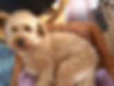 Officers are appealing for information after a dog was stolen in North Kilworth