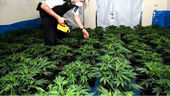 Three arrested and plants recovered during warrant