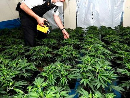 Three arrested and plants recovered during warrant