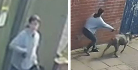Image issued after two children injured by a dog in West Leicester