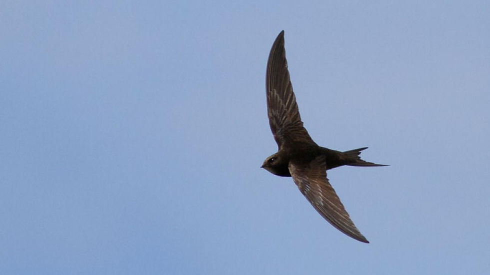 New funding for swift boxes installation project