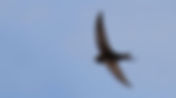 New funding for swift boxes installation project