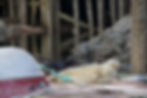 IMG_2988.jpeg