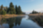 Tranquil Reflections - Black Tail Ponds