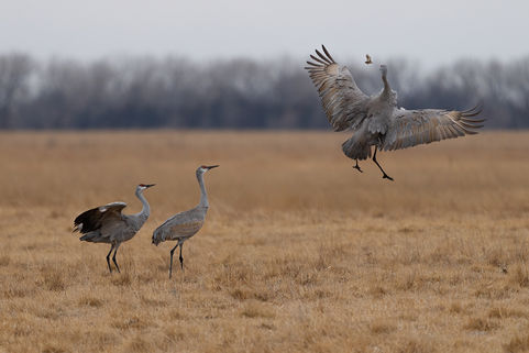 Sandhill Crane