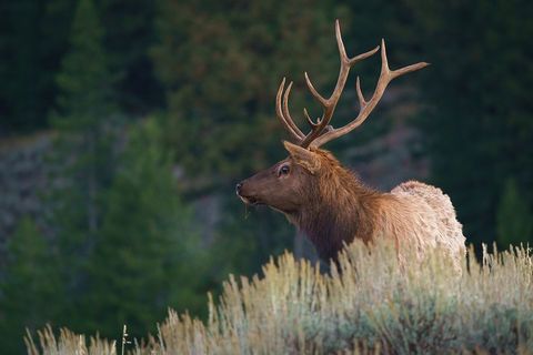 Bull Elk