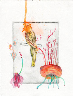 Birds of everyday #4 D Vaute