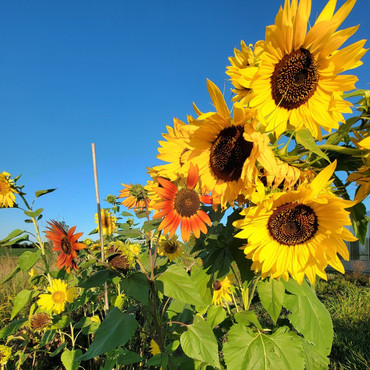 fully grown sunflowers at rebel farms