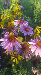 purple and yellow flowers