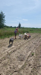 people in the feilds at rebel farms planting vegetables