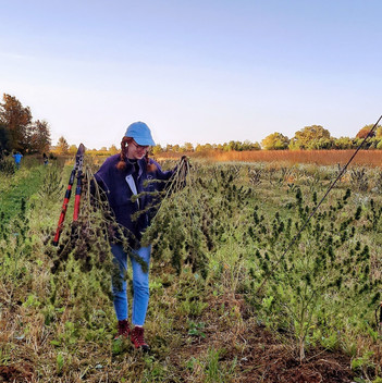 someone out harvesting crops in the field at rebel farms