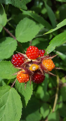 unripe rasberries