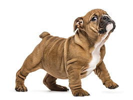 English bulldog puppy standing, isolated on white_edited.jpg