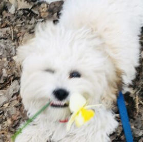 Teddy.jpeg