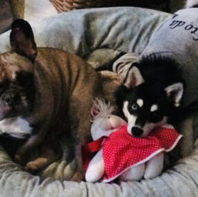 Nico and Alfie.jpeg