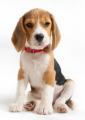 A small Beagle puppy sits on a white background_edited.jpg