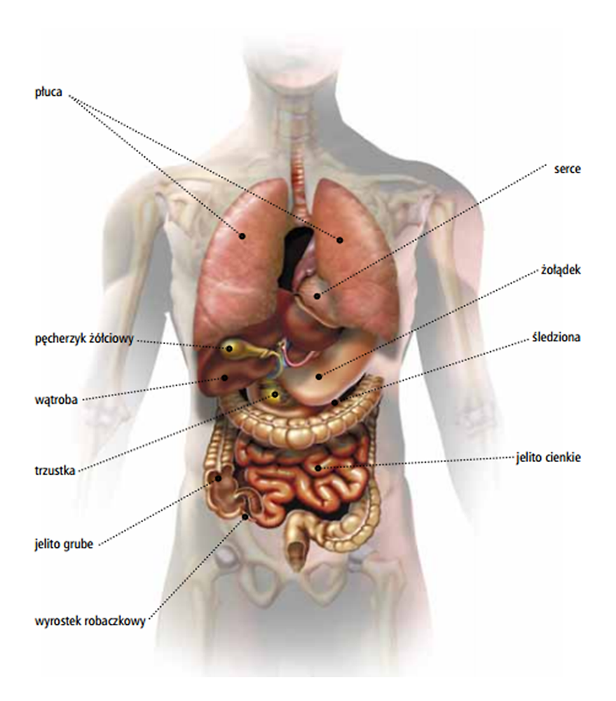 podstawy-anatomii-cz-owieka-biorezonans-krak-w