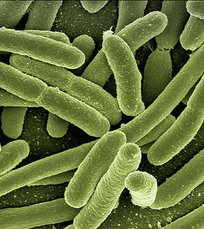 pałeczka okrężnicy