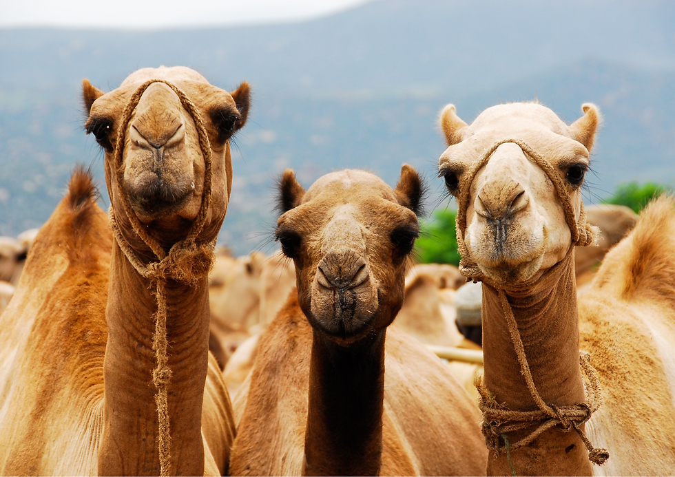 Etiopía: donde la verdad lucha por sobrevivir