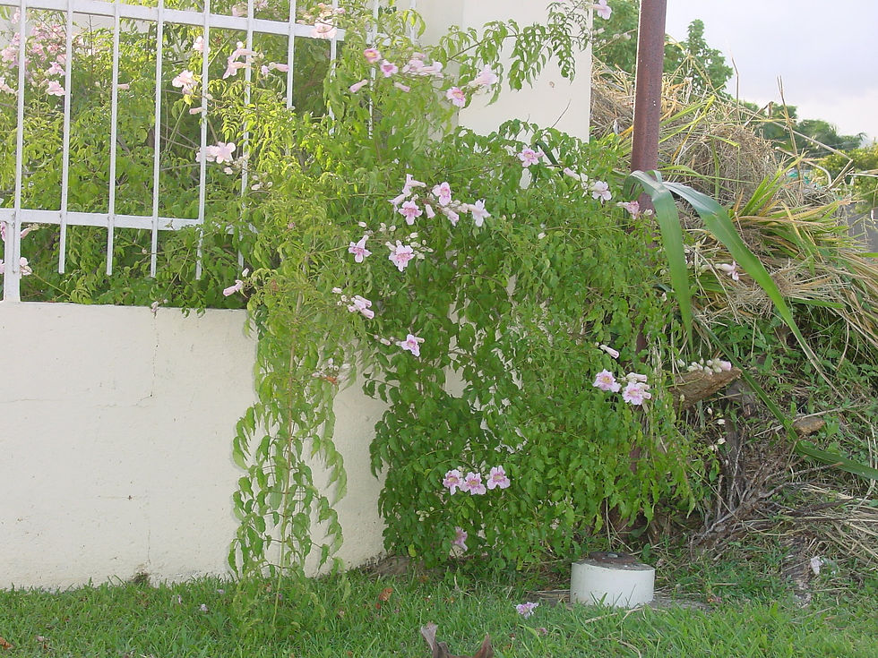 Pandorea syn Podranea