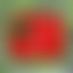 If Every NFL Team Was a Spotify Genre in Your 2025 Wrapped