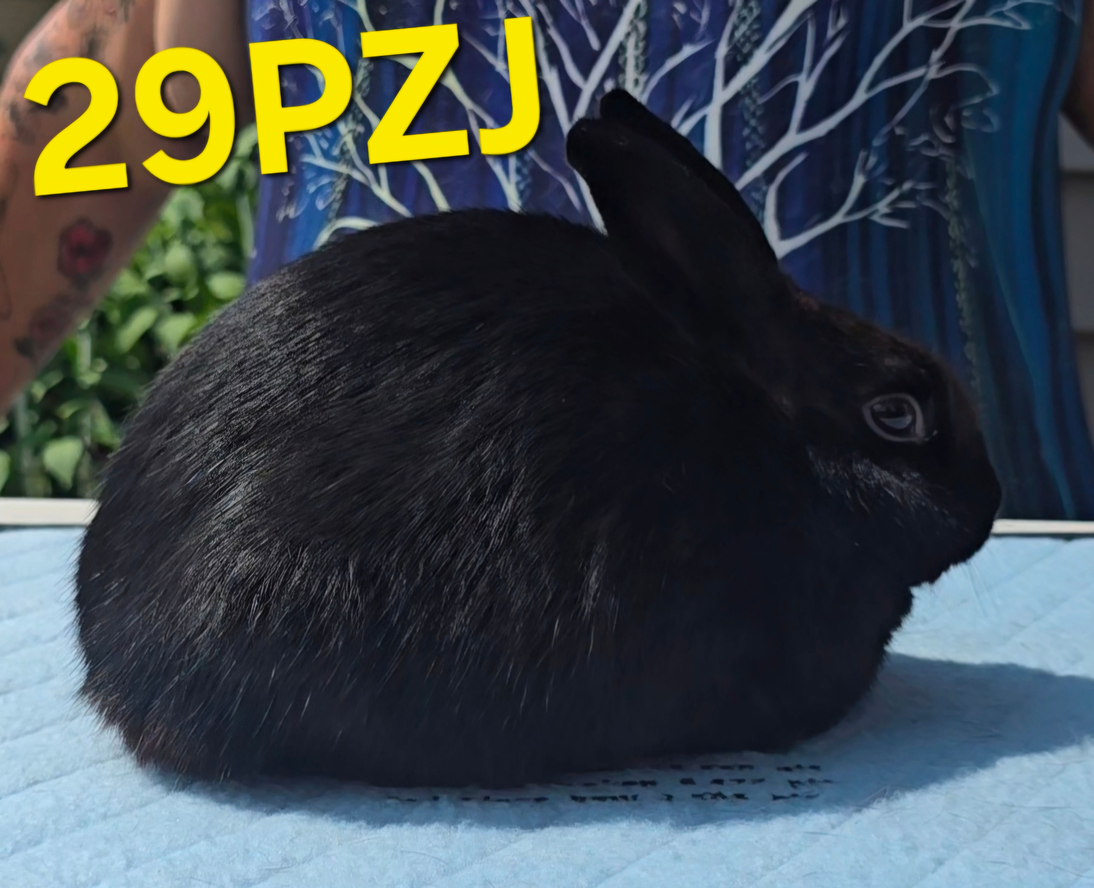 29PZJ: BLACK JR DOE