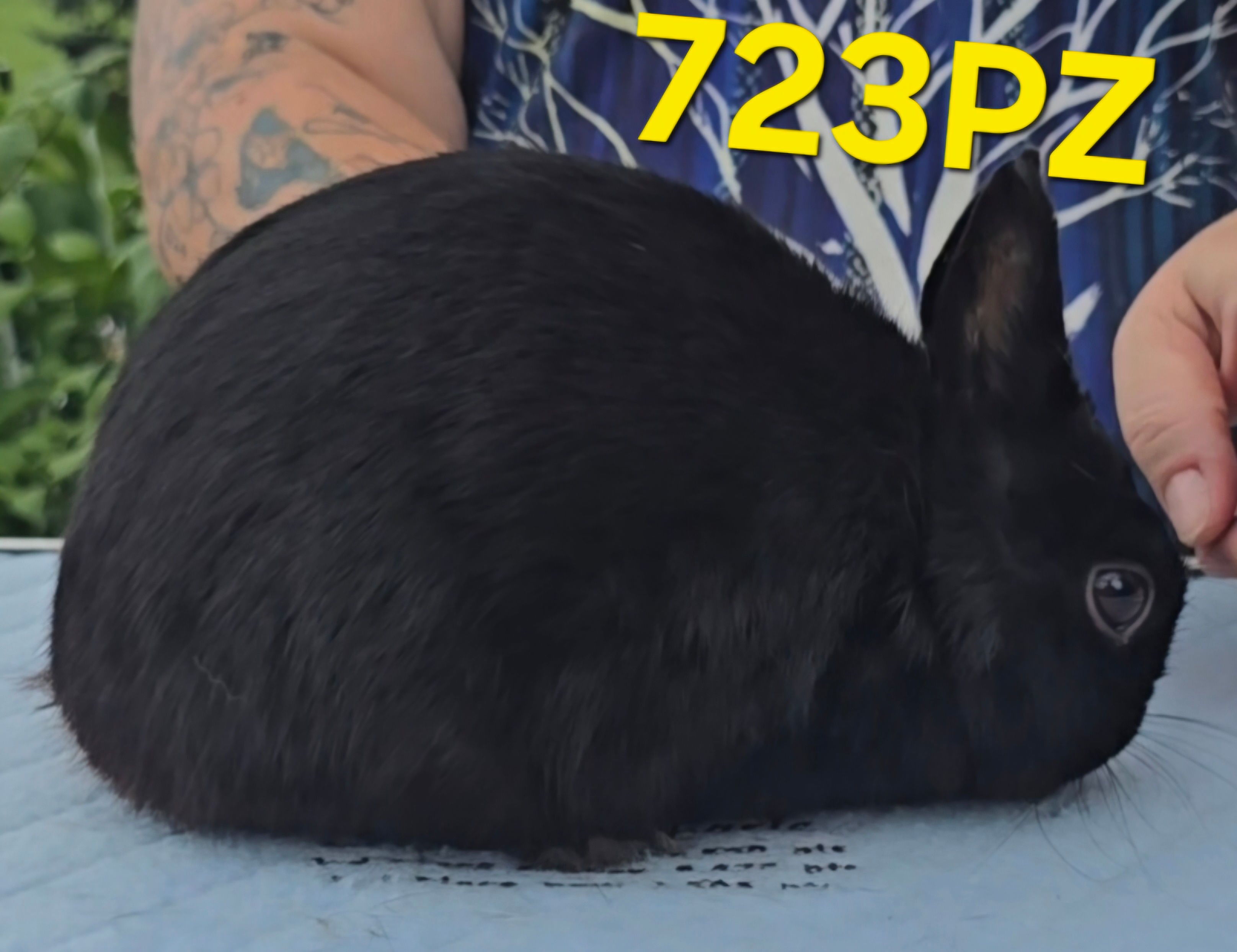 723PZ: BLACK SR BUCK