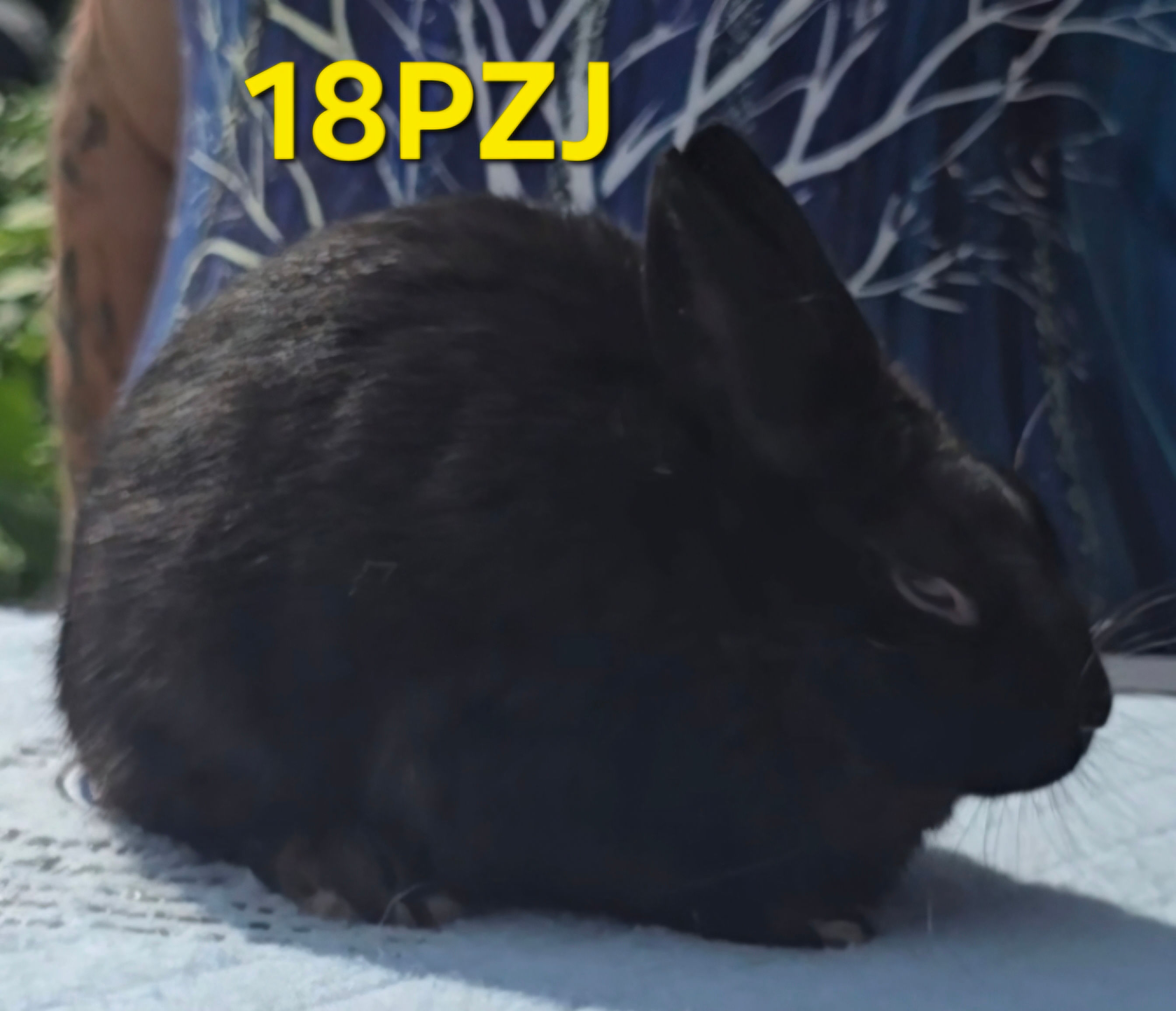 18PZJ: BLACK JR BUCK