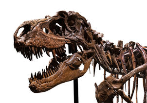 GORGOSAURUS! THE 76 MILLION YEAR-OLD DINOSAUR HITS NYC