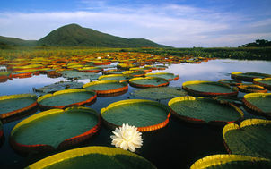 BRAZIL'S PANTANAL, A WATER WORLD FOR EXOTIC BIRDS & BEASTS 