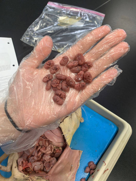 Week 10: Rat Dissection, 8th Grade, and distractions