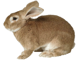 rabbb.gif