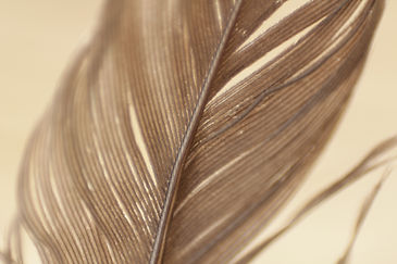 brown-feather-nature-84506.jpg