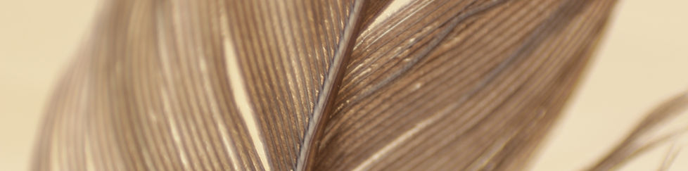 brown-feather-nature-84506.jpg