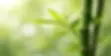 cluster-green-bamboo-stalks-leaves-600nw-2632858421.webp