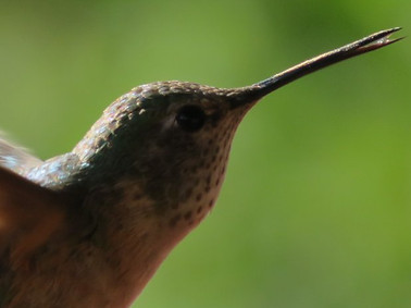 hummingbird.jpg