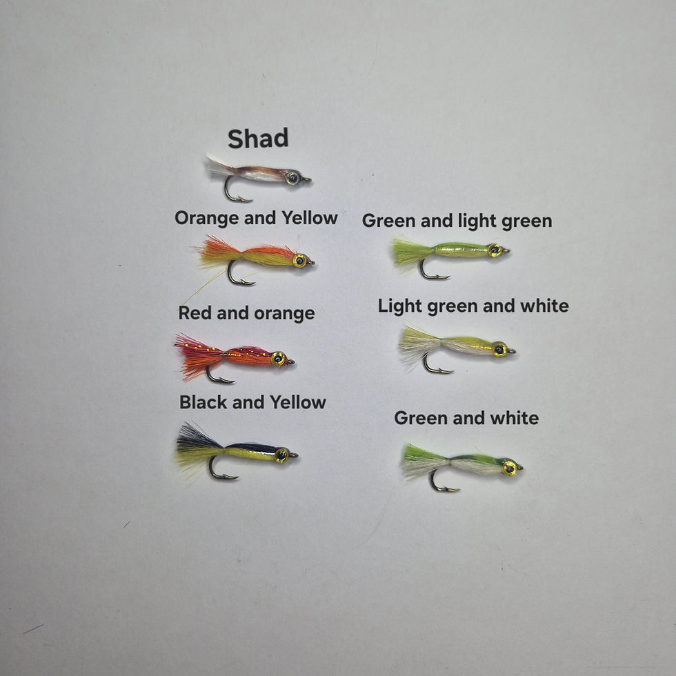 Thumbnail: Shoal minnows