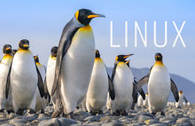 Top 4 Linux Distributions for Servers: Tailor it to Your Needs
