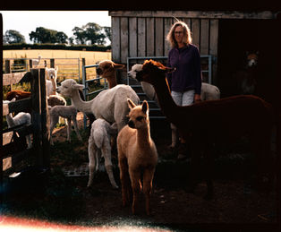 JANE_ALPACAS_ 30