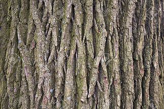 roble.jpg