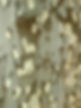 especie_053_02.jpg