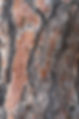 22065299-écorce-de-pin.jpg