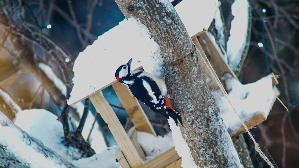 Great spotted woodpecker