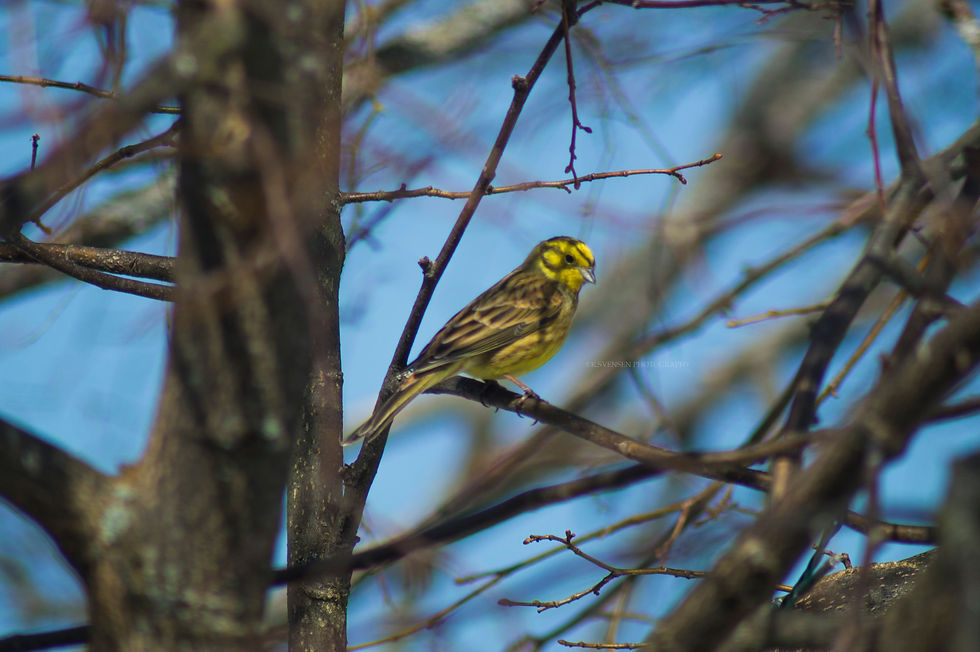 European Serin