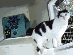 Redgum Cattery - Spacious - Comfortable - Light & Bright