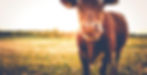 header_kuh.jpg