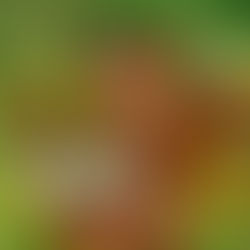 QUEEN MAKEDAH - PEACE PROCESS