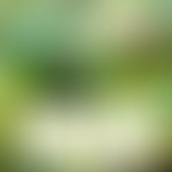 Bushman - Weed Greed