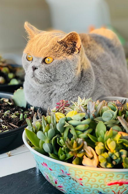 Crockery for Cures Cat