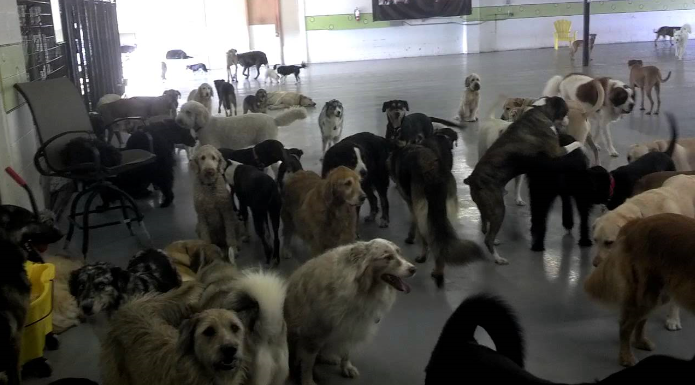 Lots of dogs milling around at the YAPS conderence centre